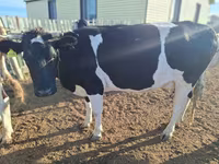 母牛, Latvian Blue cattle — 照片 5