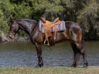 Mare, Friesian — photo 1