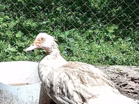 Ducks — الصورة 5