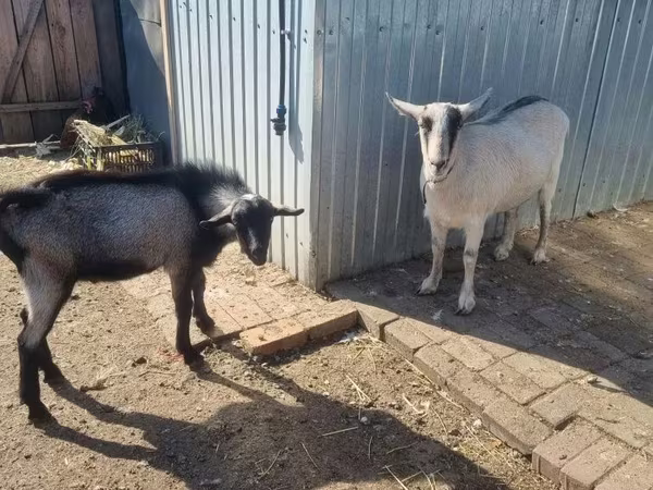 Ziege, Alpine goat