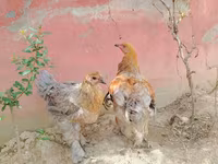 Brahma — Foto 1