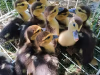Ducks — 1-rasm