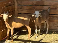Goat, Saanen goat — photo 7