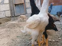 Chickens — 1-сурет