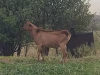 Ziegenbock, Ziegen — Foto 1