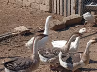 Geese — الصورة 4