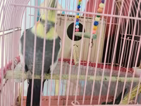 Nimfa (cockatiel) cütü və qəfəs dəsti - Növ: Nimfa (Nymphicus — 3-rasm
