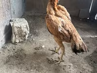 Chickens — 1-rasm