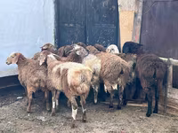 Qoç, Qoyunlar — foto 1