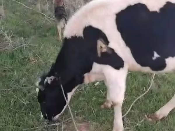 Kuh, Holstein-Rasse