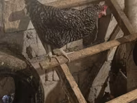 Chickens — फ़ोटो 4