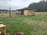 भेड़, Romanov sheep — फ़ोटो 2