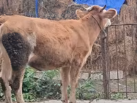 Buğa, Simmental cattle — foto 7
