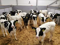 İnək, Russian Black pied cattle — foto 4