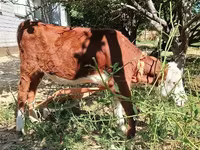 Bulle, Kasachische Weißkopfkuh — Foto 7