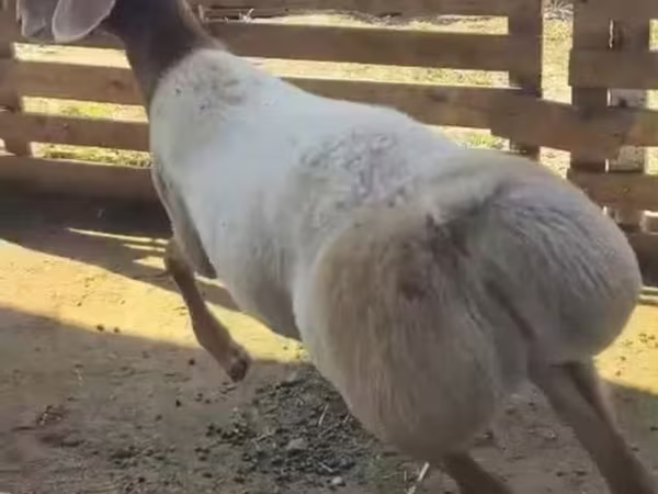 Qoç, Arashan sheep
