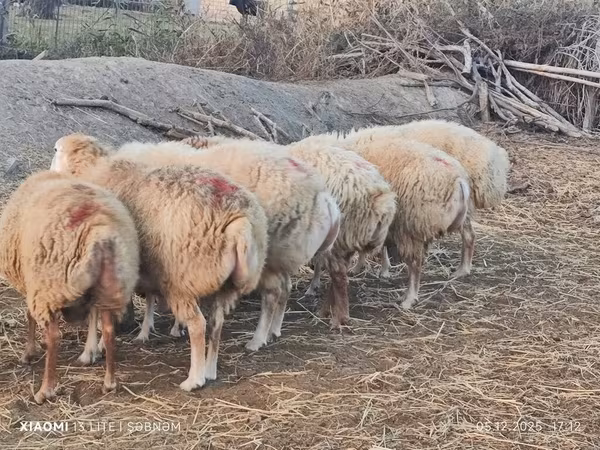 أغنام (دفعة، الجنس غير محدد), الأغنام