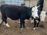 Корова, Latvian Blue cattle — фото 4