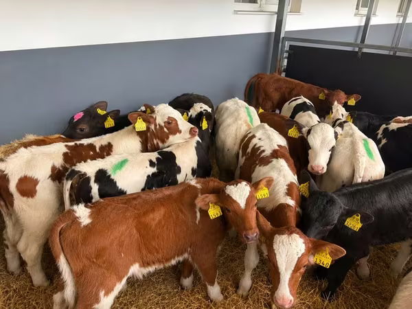 Bulle, Simmental cattle