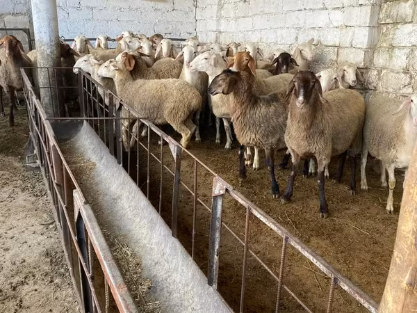 Qoʻy, Awassi sheep