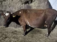 Сиыр, Russian Black pied cattle — 2-сурет