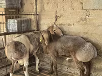 Ram, Arashan sheep — photo 1