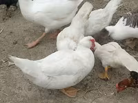 Chickens — الصورة 3