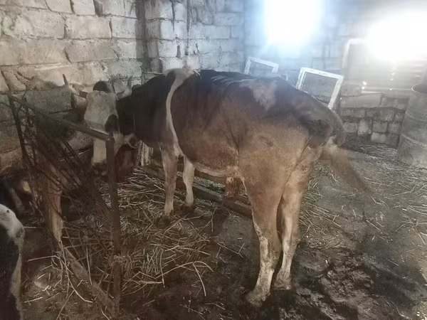 بقرة, Simmental cattle