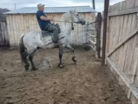 Pferde (Partie, Geschlecht nicht angegeben), Horse breed — Foto 4