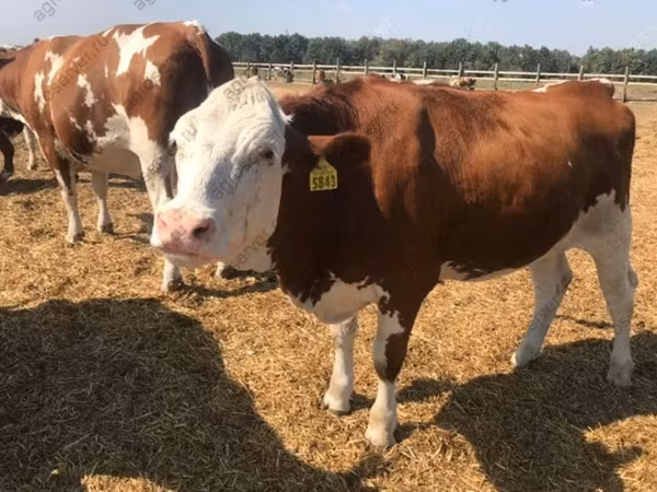 Kuh, Holstein-Rasse