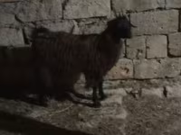 Billy Goat, Goats — photo 6