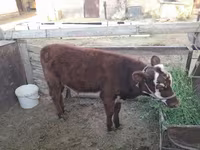 Kuh, Latvian Blue cattle — Foto 4
