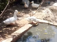Geese — Foto 1