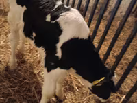 Buqa, Russian Black pied cattle — 1-rasm