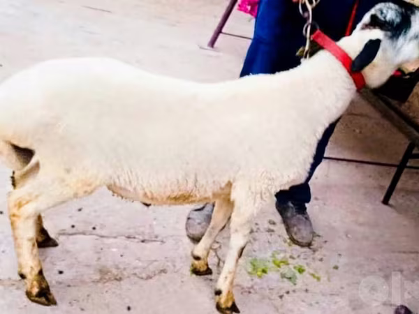 公羊, Sheep