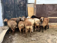 Qoç, Qoyunlar — foto 2