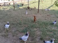 Chickens — 3-сурет