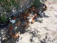 Chickens — 3-rasm