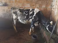 Kuh, Holstein-Rasse — Foto 1