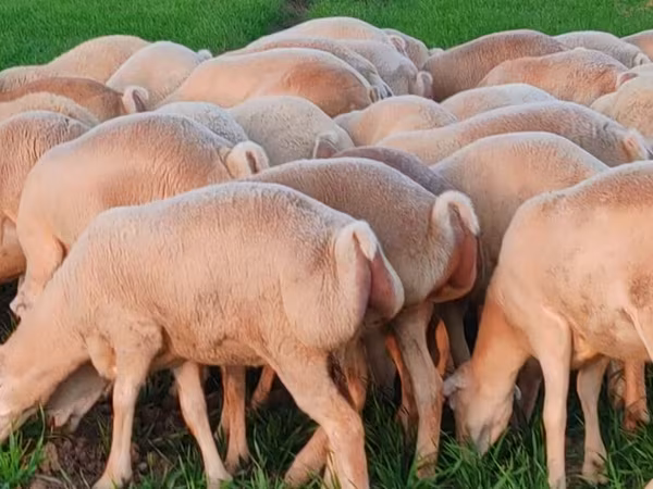 Oveja, Ovejas
