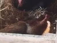 Chickens — الصورة 1