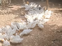 Deutscher Pekin — Foto 6