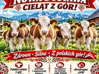 Toro, Simmental cattle — foto 1