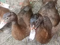 Ducks — Foto 4