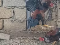 Chickens — 2-rasm
