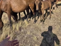Stute, Kazakh horse — Foto 3