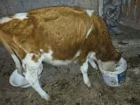 Qoramol (partiya, jinsi ko‘rsatilmagan), Simmental cattle — 3-rasm