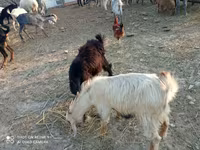 बकरा, बकरियाँ — फ़ोटो 7