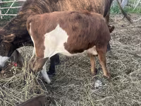 ثور, Simmental cattle — الصورة 5