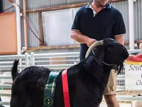 عنزة, Boer goat — الصورة 1
